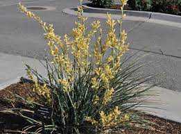 YELLOW YUCCA 2gal