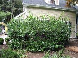 MANHATTAN EUONYMUS 6gal