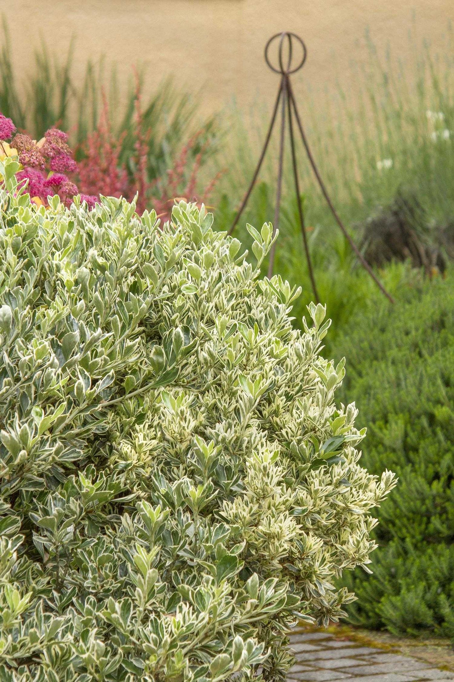 SILVER KING EUONYMUS 3gal