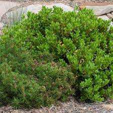 BEARBERRY MANZANITA 3gal
