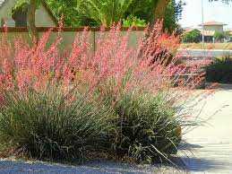 RED YUCCA 3gal