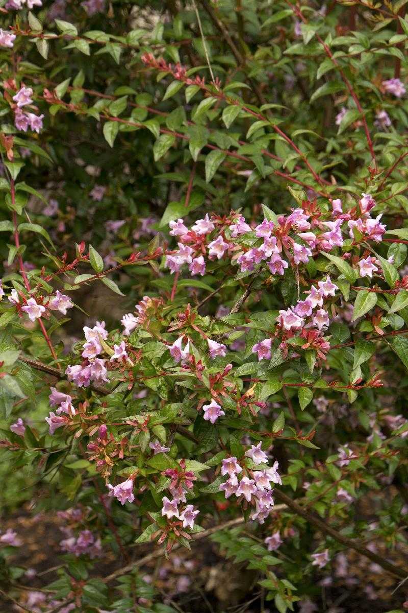 EDWARD GOUCHER ABELIA 5gal