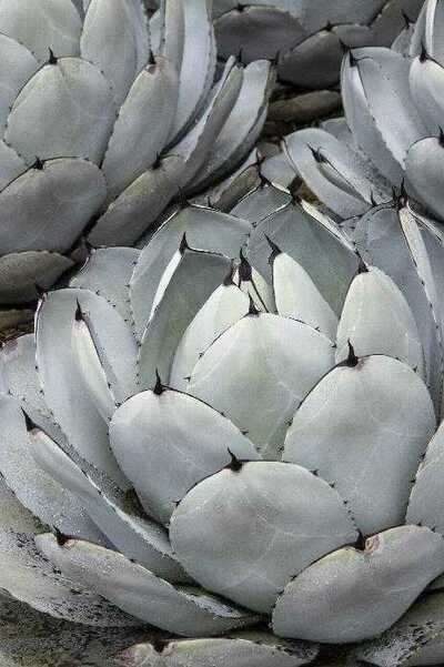ARTICHOKE AGAVE PARRYI 8in