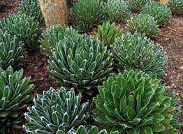 QUEEN VICTORIA AGAVE 6in