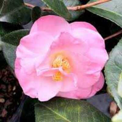 APRIL REMEMBERED CAMELLIA 5gal