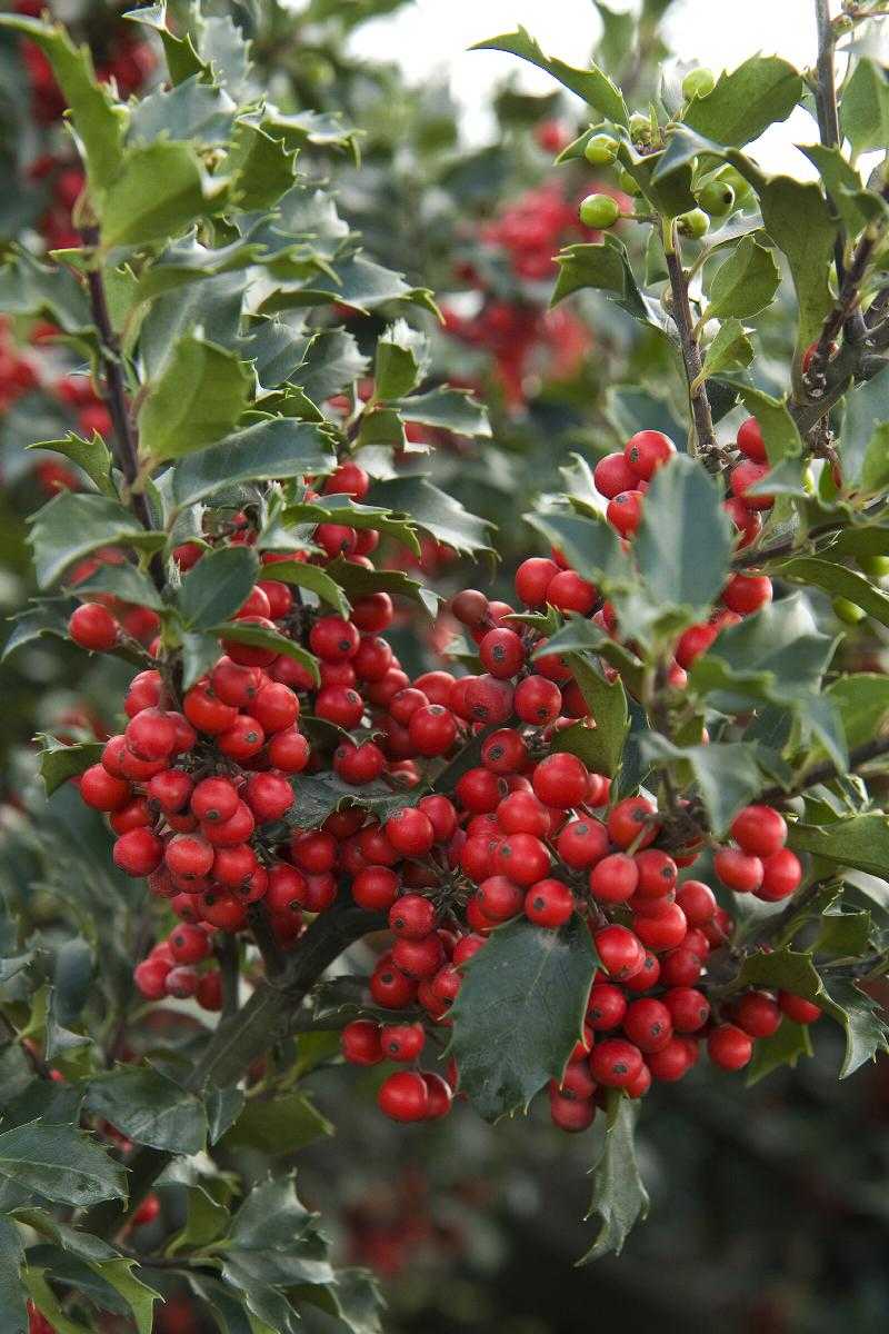 HOLLY BERRI MAGIC ROYALTY 5 GAL