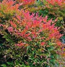 GULF STREAM NANDINA 2gal