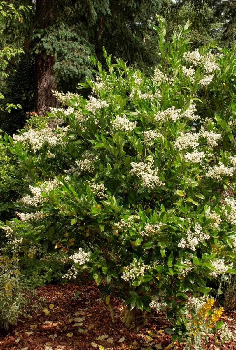 WAX LEAF PRIVET 5gal