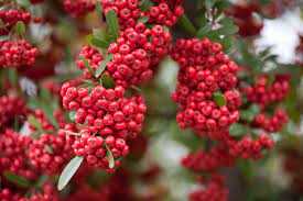 GRABERS' PYRACANTHA 5gal STAKED