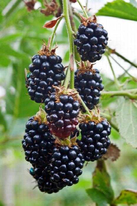 BLACK SATIN BLACKBERRY 1gal