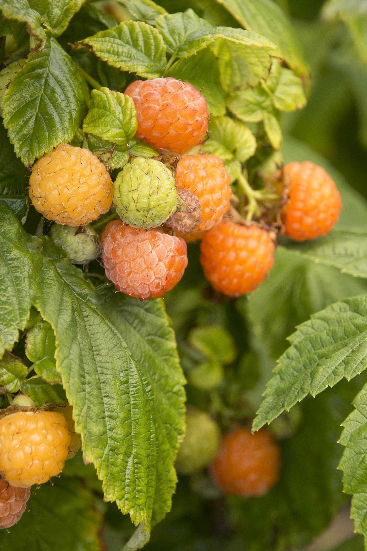 FALL GOLD RASPBERRY 1gal