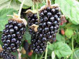 MARIONBERRY BLACKBERRY 2gal