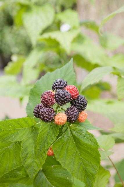 JEWEL BLACK RASPBERRY 1gal