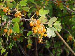 GOLDEN CURRANT 3/5gal