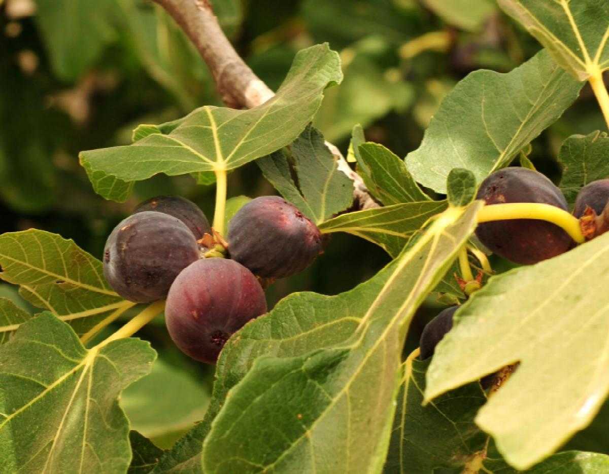CHICAGO HARDY FIG 2gal