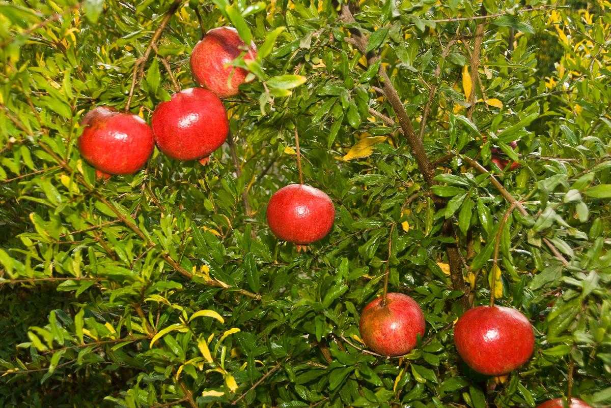 WONDERFUL POMEGRANATE 5gal