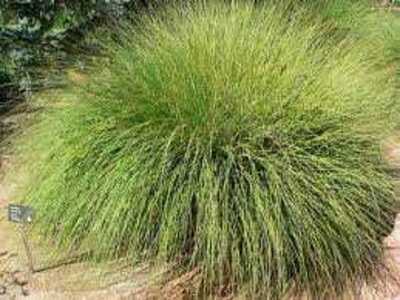 DEER GRASS 1gal