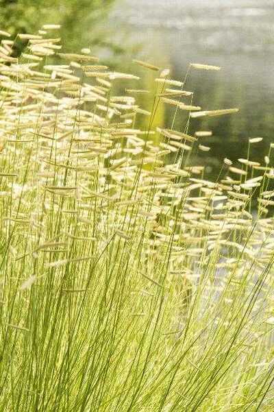 BLONDE AMBITION GRASS 1gal