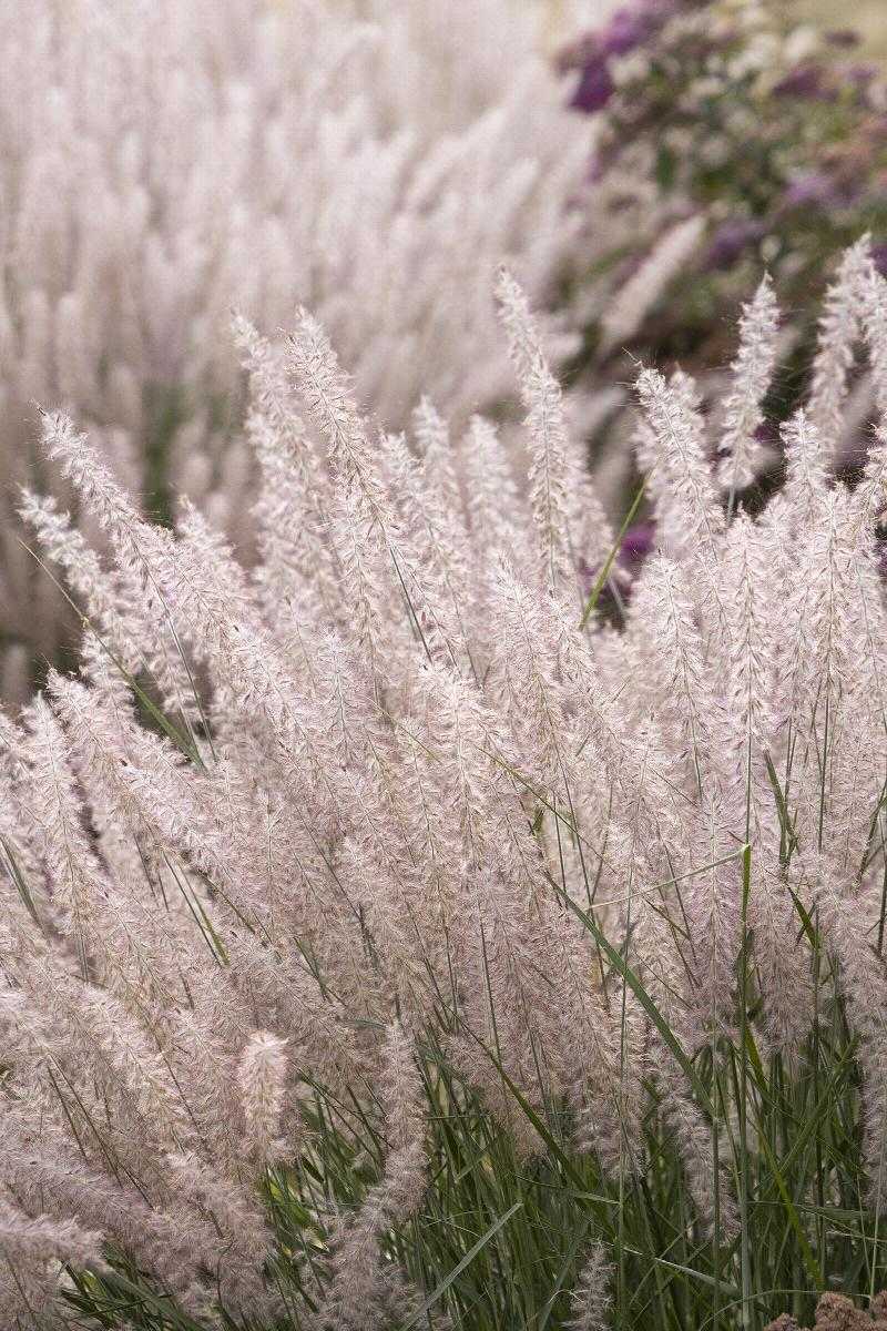 KARLEY ROSE FOUNTAIN GRASS 1gal