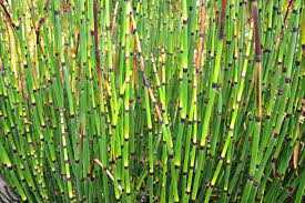HORSETAIL REED 1 GAL