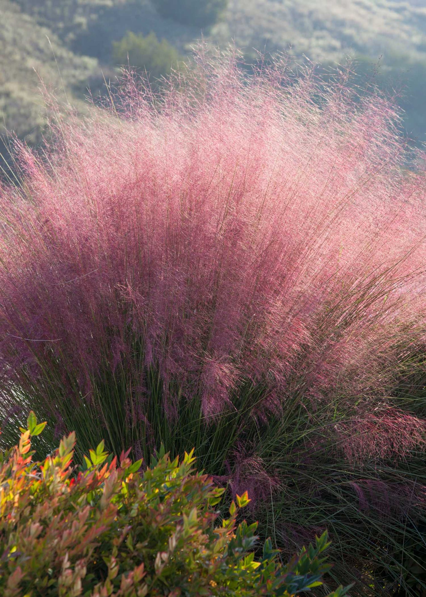 PINK MUHLY GRASS 5gal