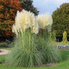 PAMPAS GRASS 1gal