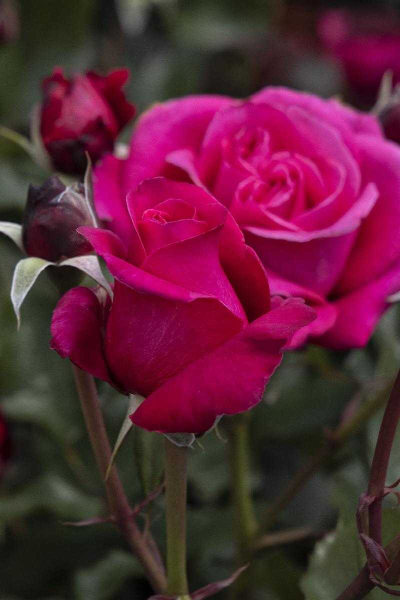 EAU DE PARFUM BLING ROSE 2gal