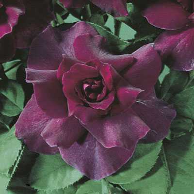 INTRIQUE ROSE 3gal