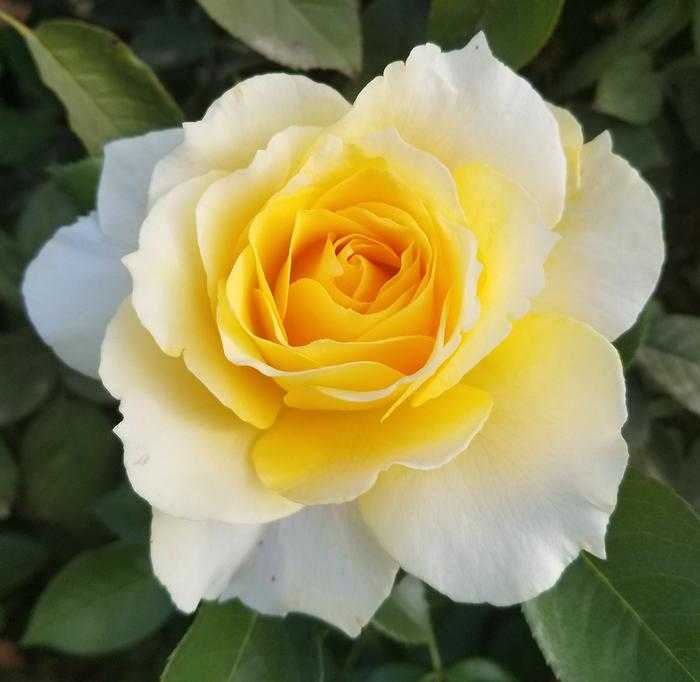 QUEST FOR ZEST ROSE 5gal