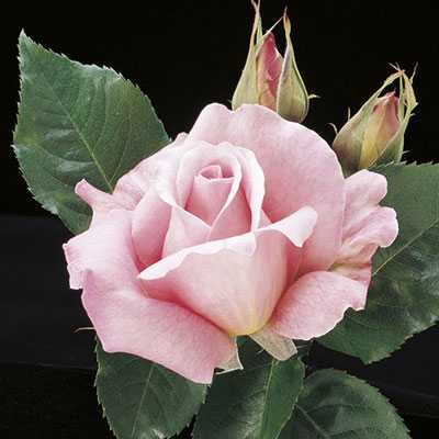 Tiffany Rose (ROSA TIFFANY) - 3 gallon