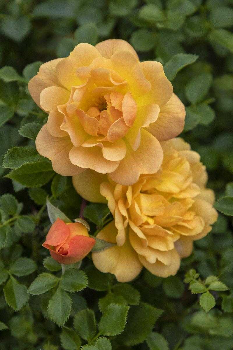 ITSY BITSY PEACH ROSE TREE 5gal