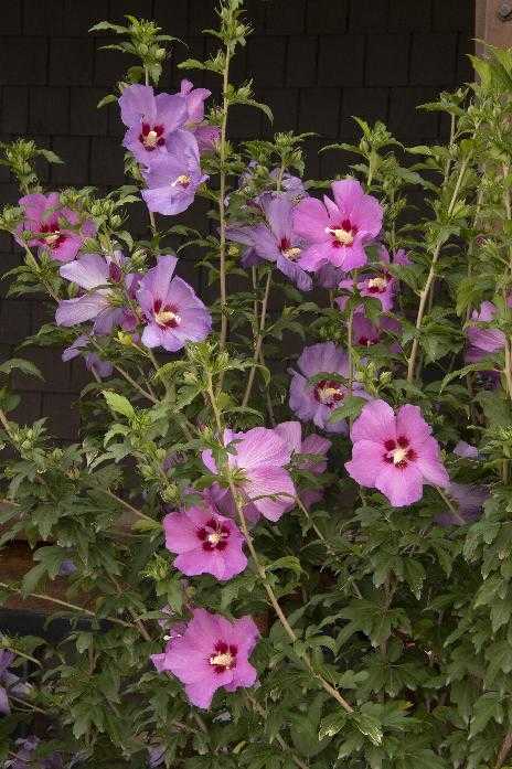 CHATEAU D'AMBOISE ROSE OF SHARON PATIO TREE 5gal