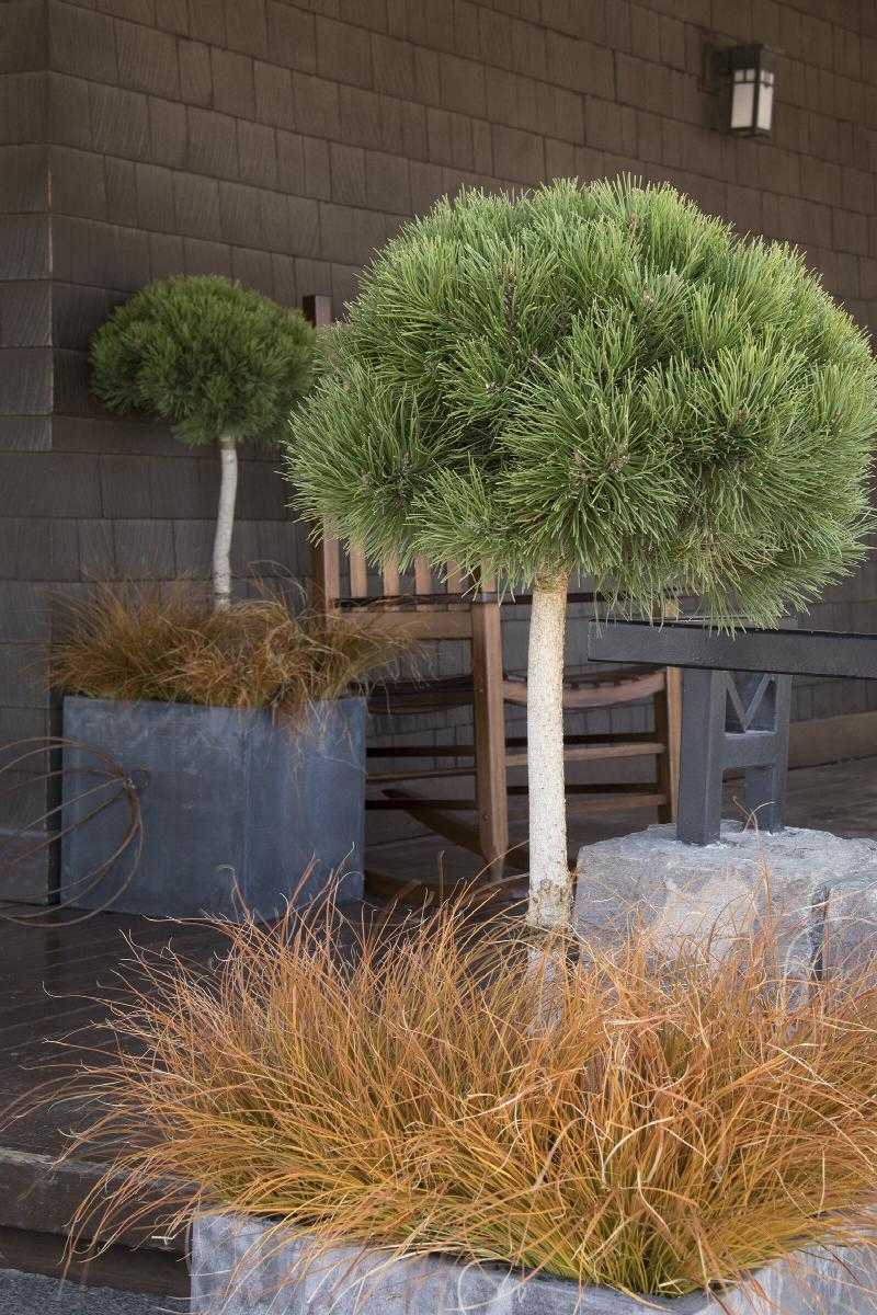 TOPIARY MUGO PINE TREE 5gal
