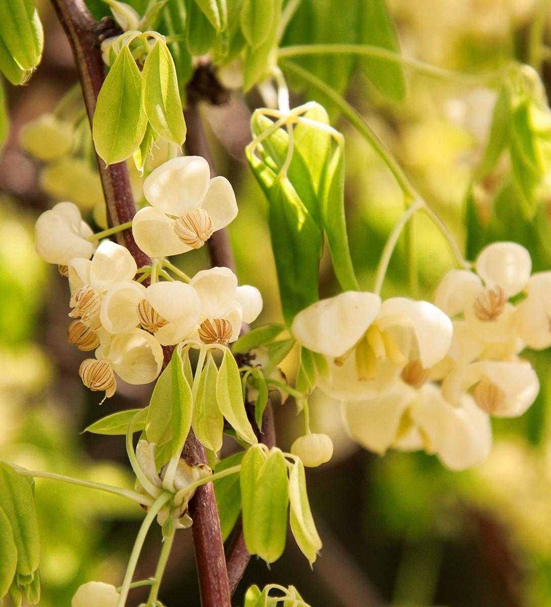 WHITE FLOWERING CHOCOLATE VINE AKEBIA 1gal