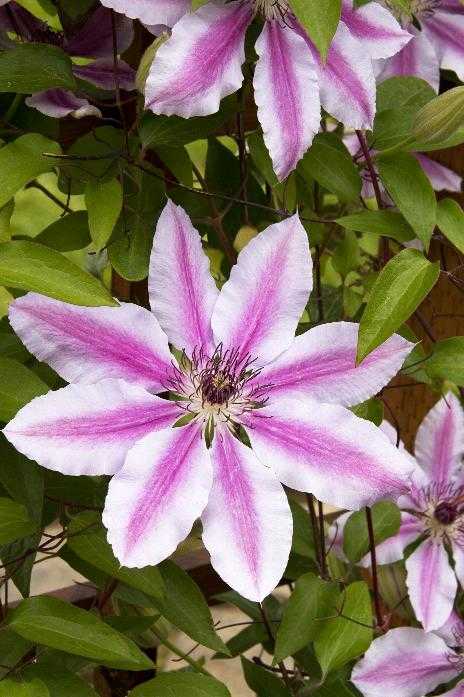 NELLY MOSER CLEMATIS 2gal