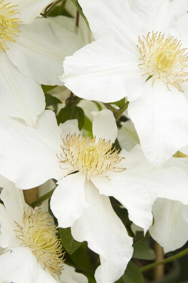 TOKI CLEMATIS 2gal