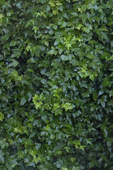ENGLISH IVY 2gal STAKED