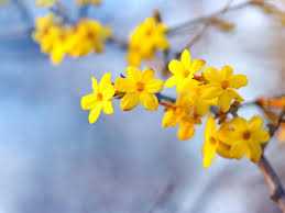 WINTER JASMINE 5gal