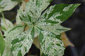 VIRGINIA CREEPER STAR SHOWERS 1 gal