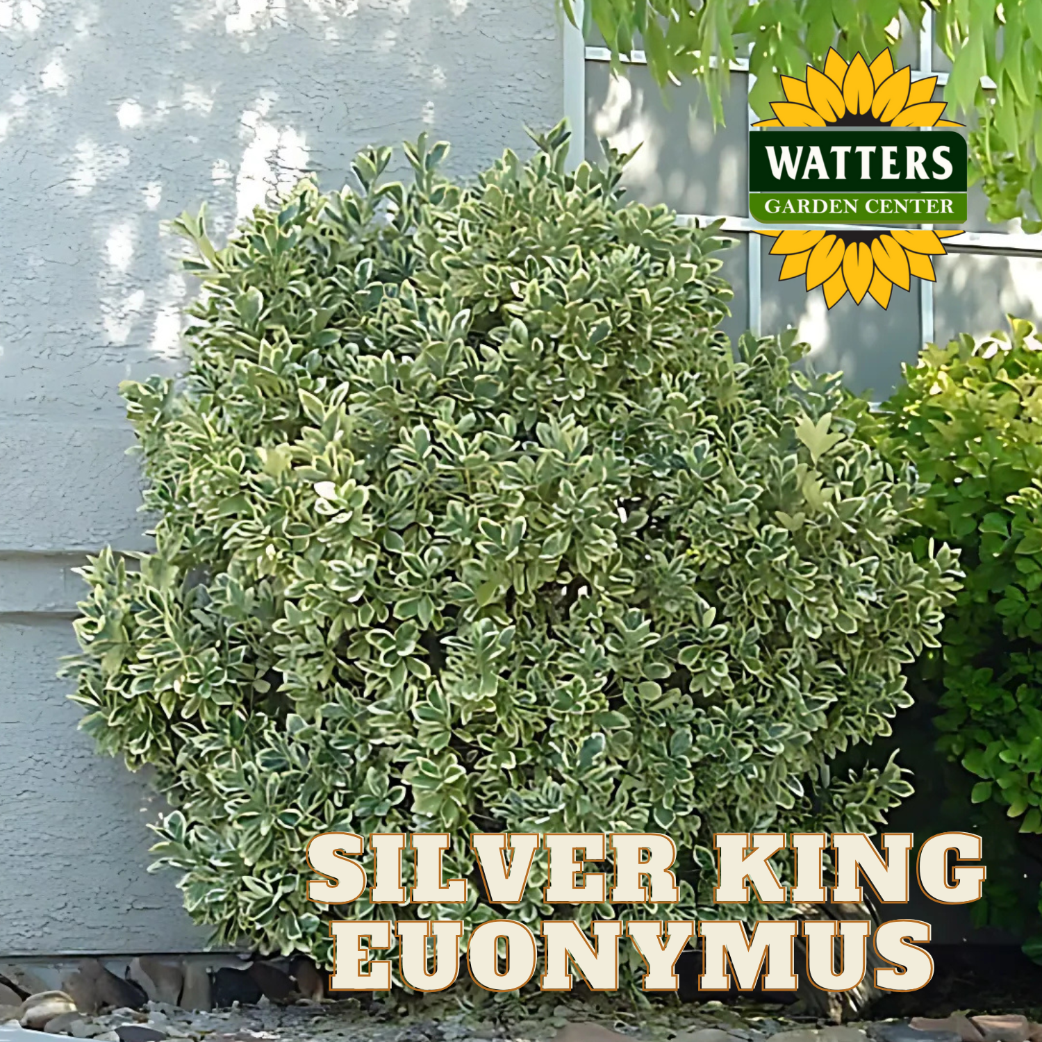 SILVER KING EUONYMUS 3gal – Watters Garden Center