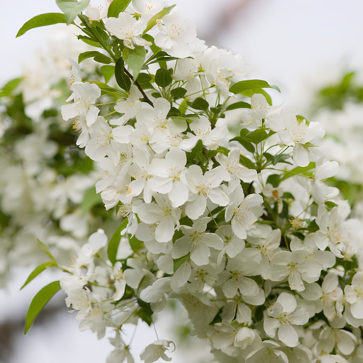 A close-up of a flowering tree branch covered in clusters of small white blossoms with green leaves, photographed outdoors against a softly blurred light background.