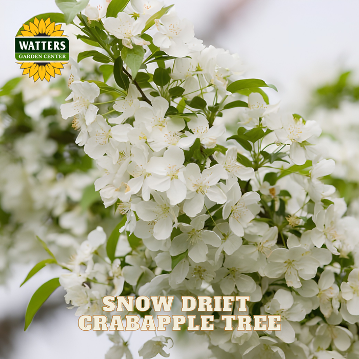 Close-up of white crabapple blossoms on a tree branch with green leaves, with the Watters Garden Center logo in the top left and the text 'SNOW DRIFT CRABAPPLE TREE' at the bottom.