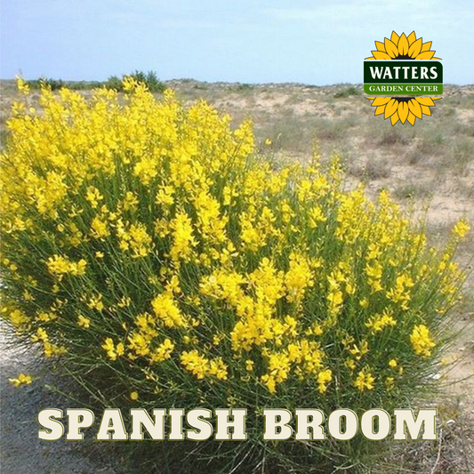 SPANISH BROOM 5gal