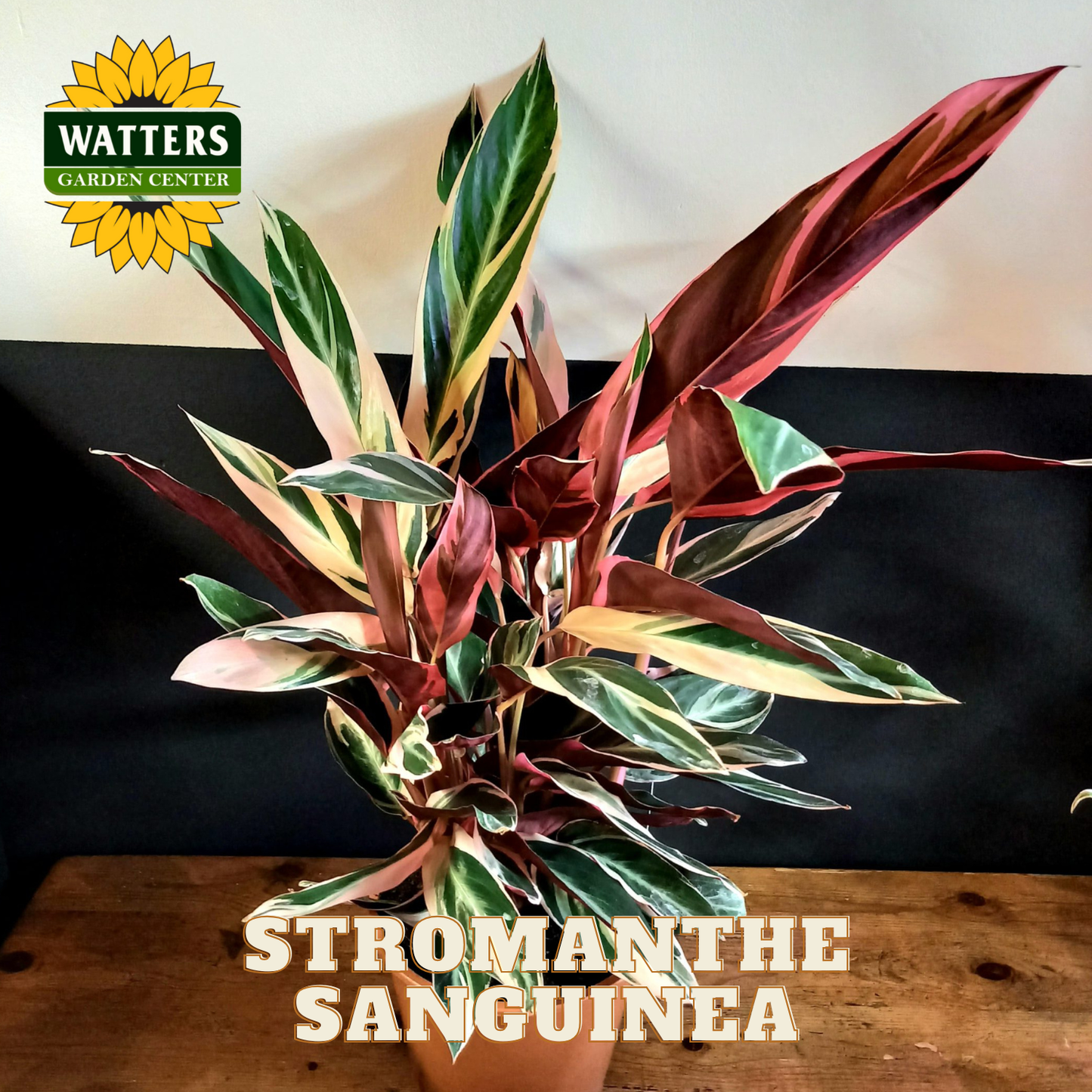 Stromanthe Sanguinea plant on a wooden surface with Watters Garden Center branding.