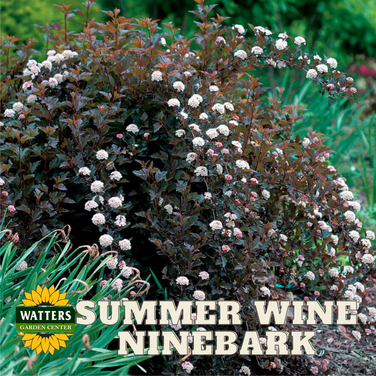 SUMMER WINE NINEBARK 2gal