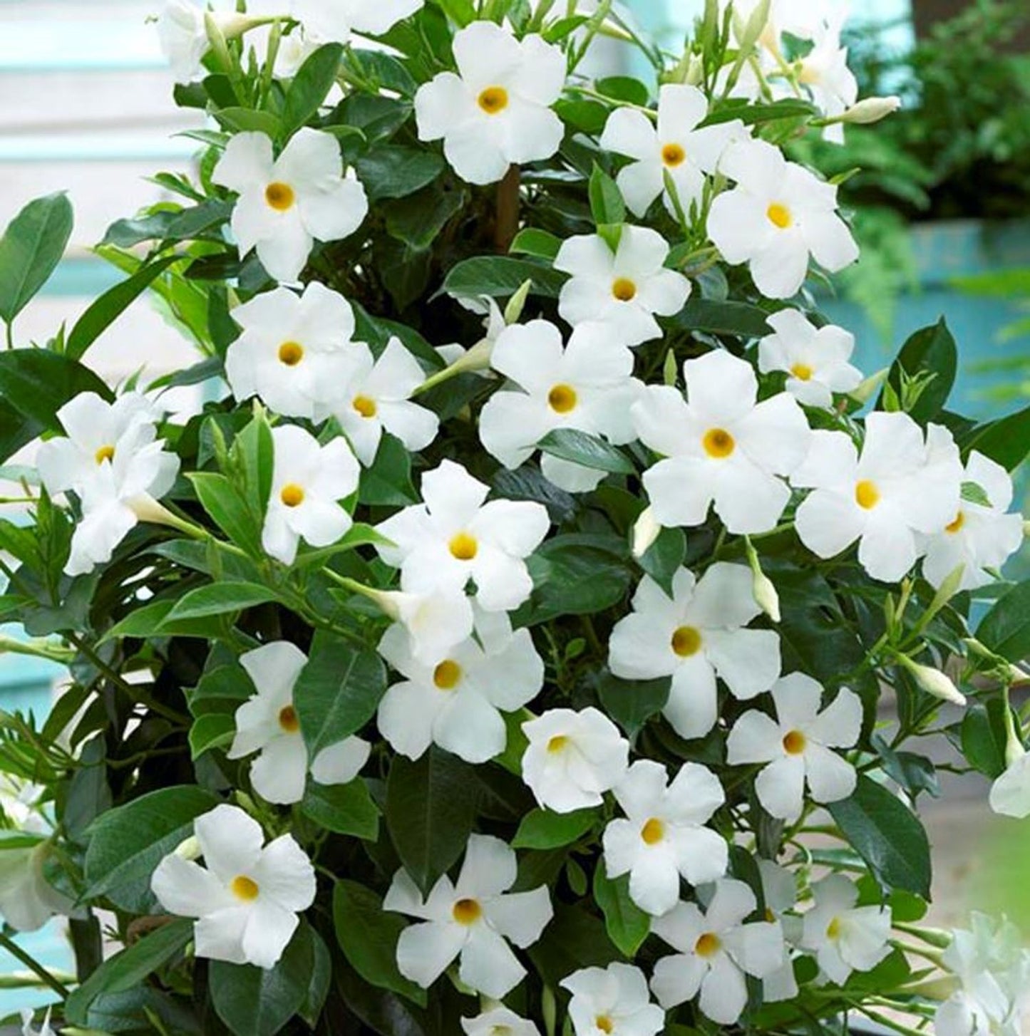 SUN PARASOL MANDEVILLA 12in CACHE