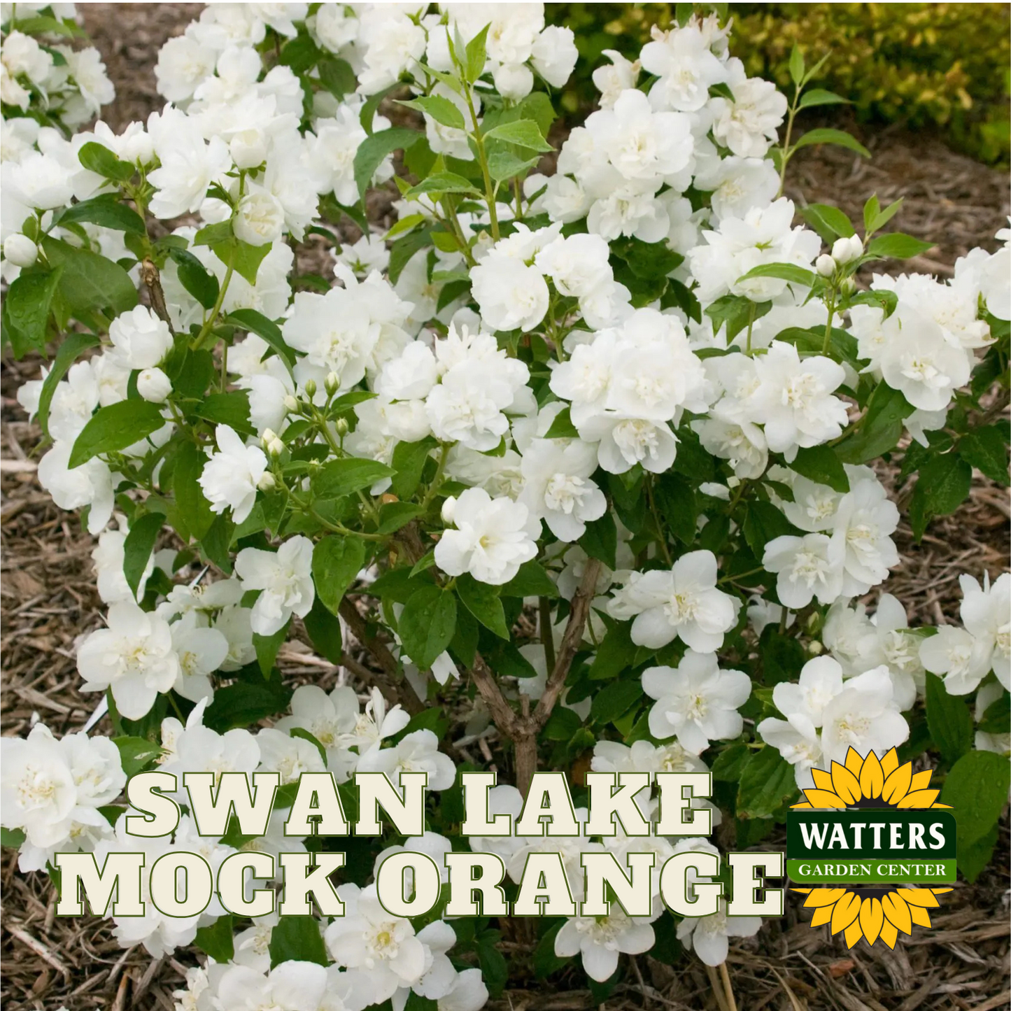 SWAN LAKE MOCK ORANGE 2gal