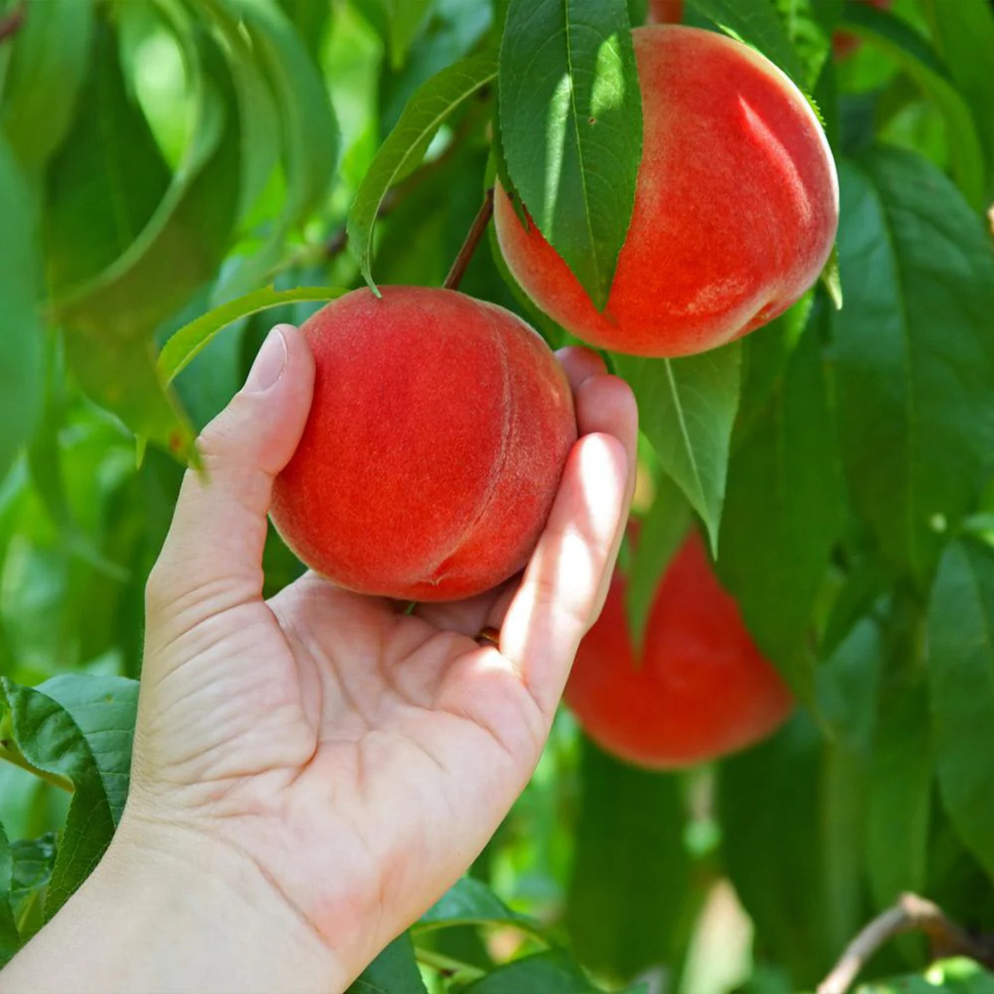 Hand holding a peach with more peaches on a tree in the background