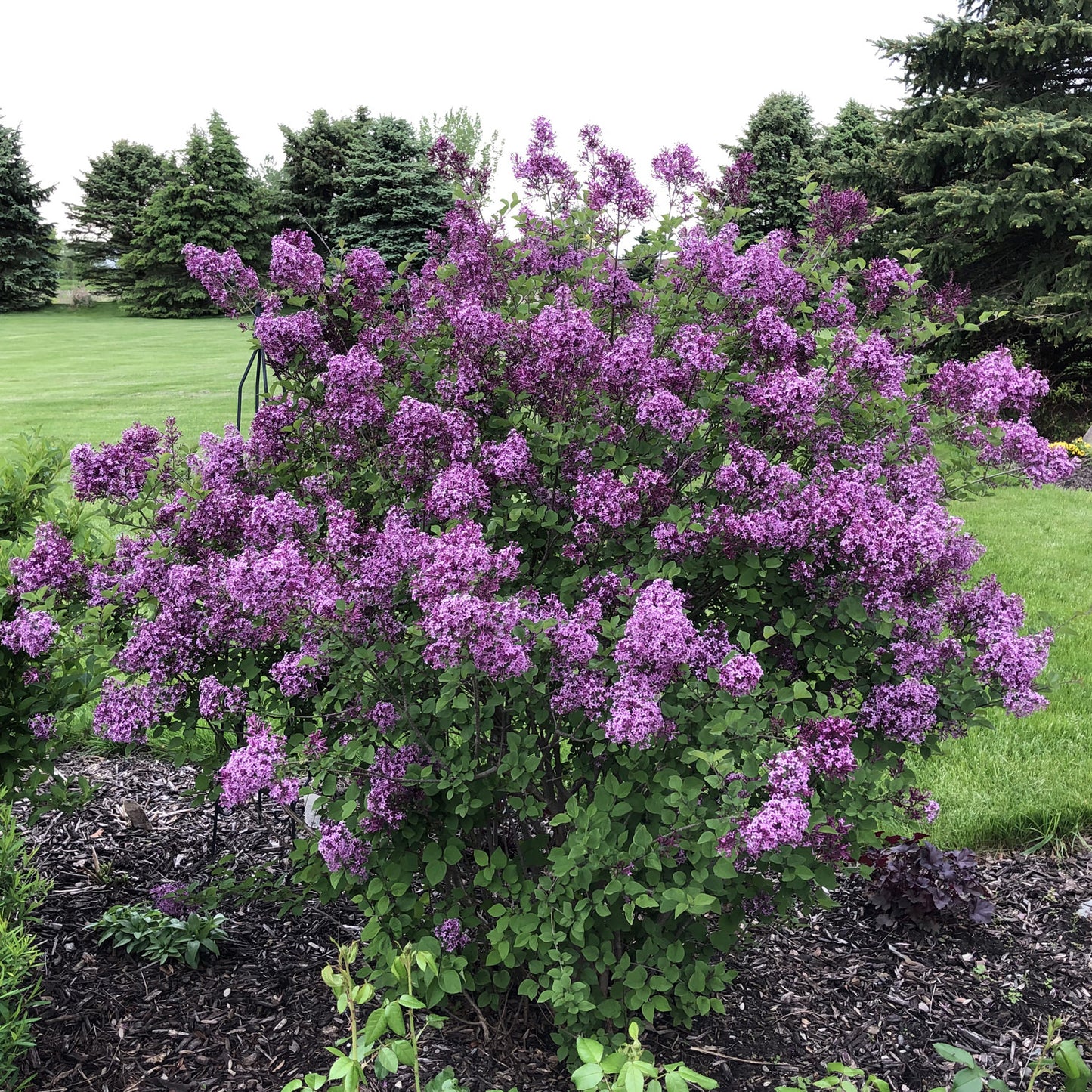 BLOOMERANG PURPINK LILAC 2gal