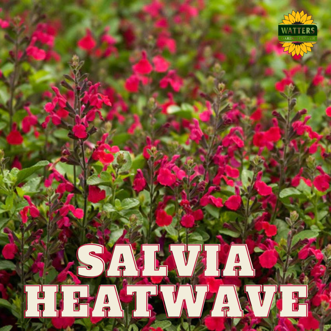 Salvia Heatwave Blaze